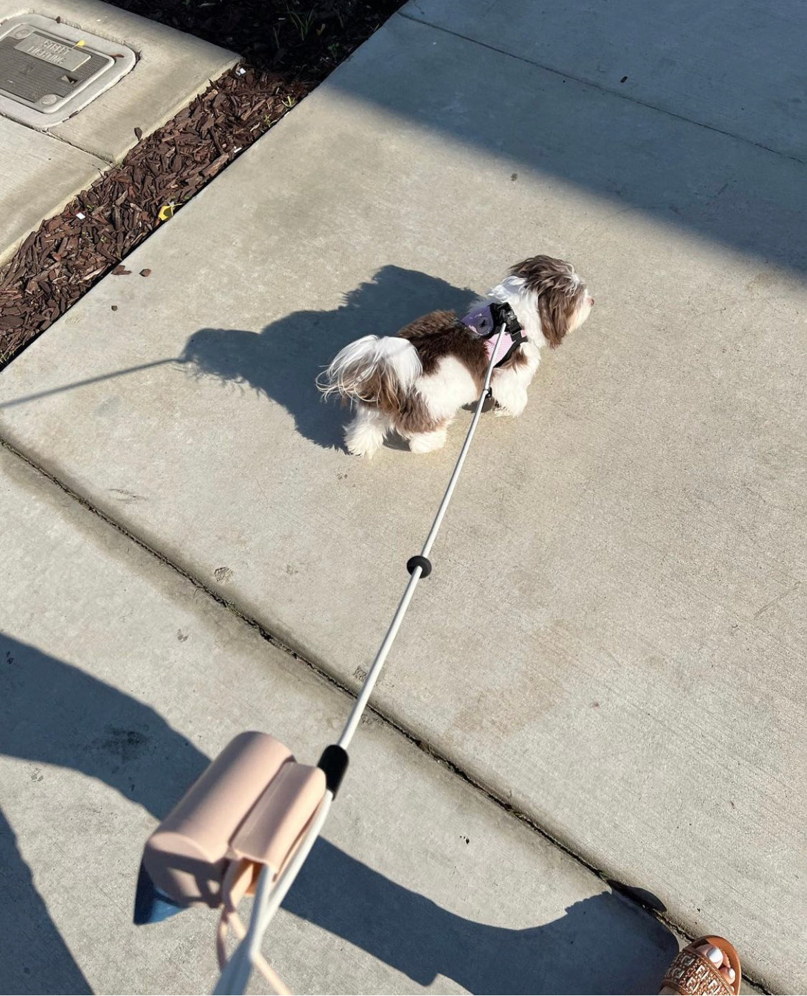 Blush | O/S | 10-lb dog | Sizer