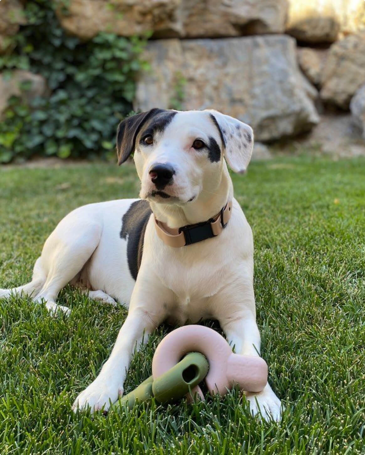 Blush | L | 40-lb dog | Sizer