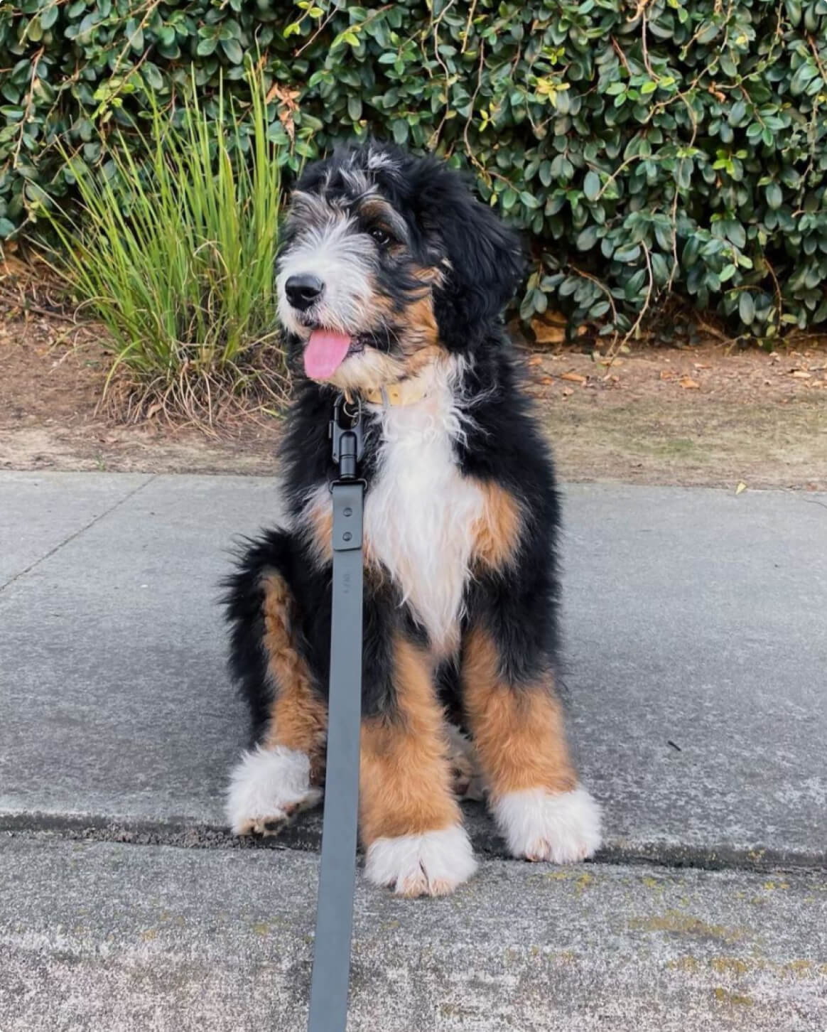 Slate | L/XL | 25-lb dog | Sizer